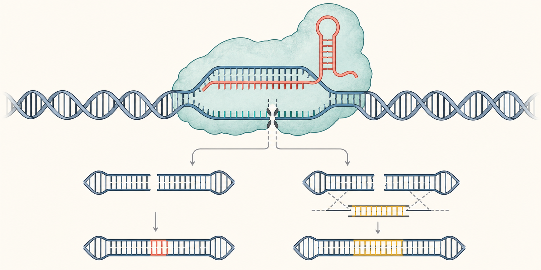 Genome repair workflow graphical abstract example